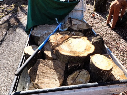 軽トラックに積んだスダジイの木