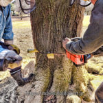 スダ椎の立木をチェンソーで伐る