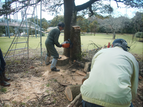 スダジイの木を手際よく切るクラブメンバー